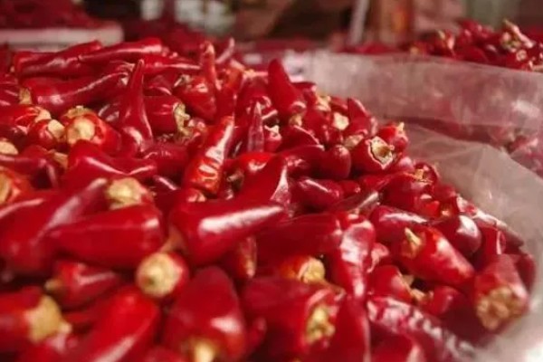 子弹头辣椒怎么吃，可制成泡椒、辣椒粉和香辣菜
