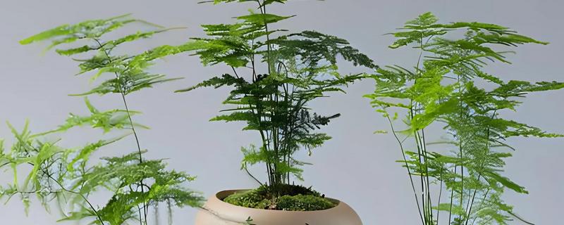 文竹的养殖方法，需根据土壤的干湿程度来浇水