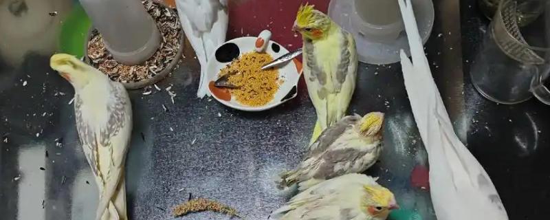 鹦鹉身上痒总是啄毛怎么办，要进行体外驱虫