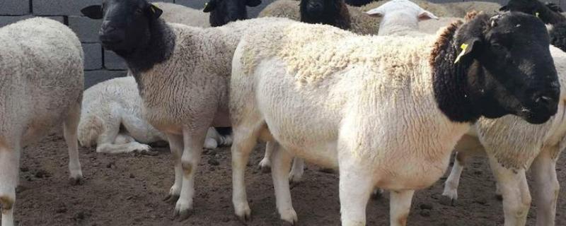 杜泊羊是不是山羊，属于绵羊品种