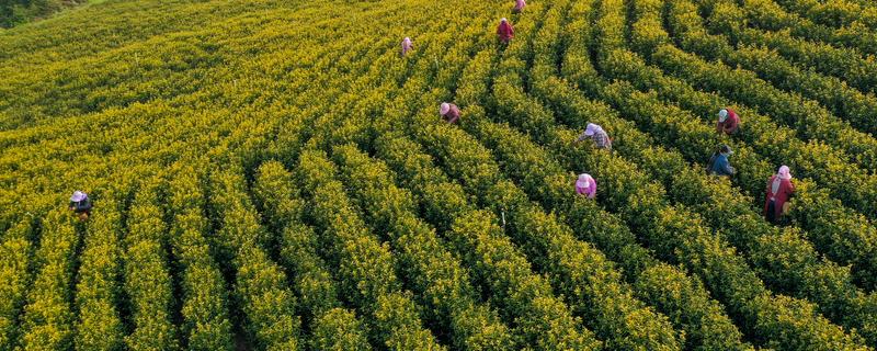 怎么形成生态有机茶叶的品质，不能使用人工合成的化肥