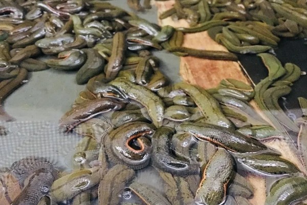 养殖蚂蟥投喂什么食物，蚯蚓、熟蛋黄、虾米均可饲喂