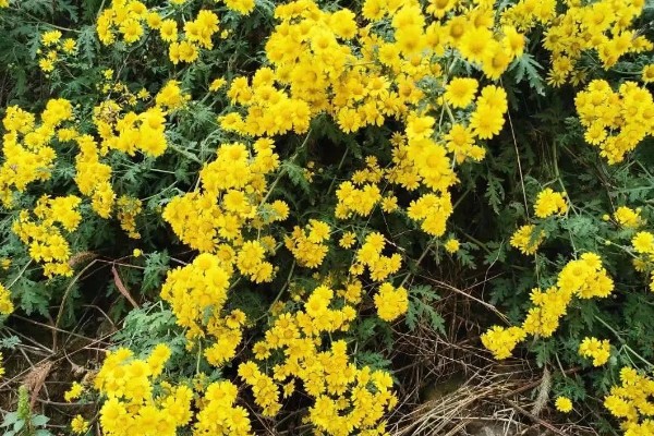 黄菊花的简介，属于菊科多年生宿根草本植物