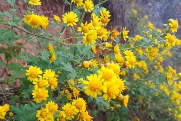 黄菊花的简介，属于菊科多年生宿根草本植物