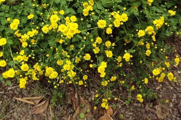 黄菊花的简介，属于菊科多年生宿根草本植物