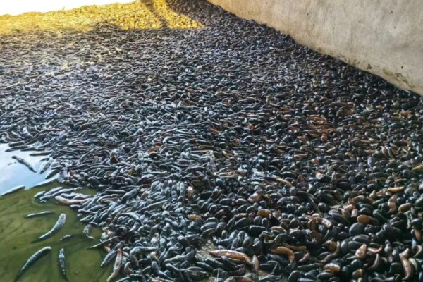 养殖蚂蟥投喂什么食物，蚯蚓、熟蛋黄、虾米均可饲喂