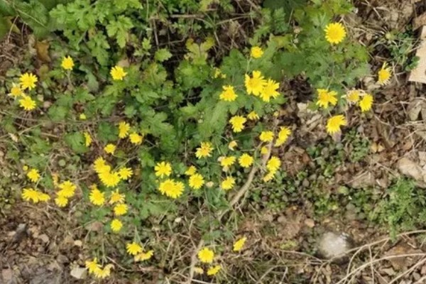 黄菊花的简介，属于菊科多年生宿根草本植物