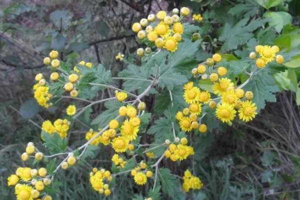 黄菊花的简介，属于菊科多年生宿根草本植物