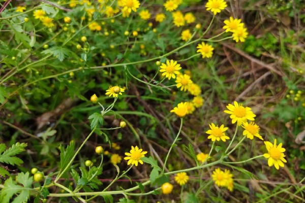 黄菊花的简介，属于菊科多年生宿根草本植物
