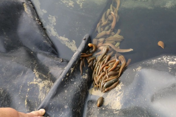 养殖蚂蟥投喂什么食物，蚯蚓、熟蛋黄、虾米均可饲喂