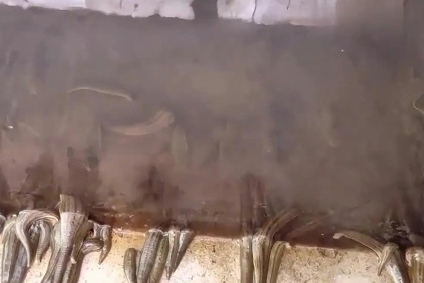 养殖蚂蟥投喂什么食物，蚯蚓、熟蛋黄、虾米均可饲喂