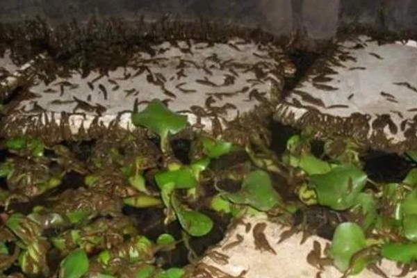 养殖蚂蟥投喂什么食物，蚯蚓、熟蛋黄、虾米均可饲喂