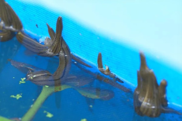 养殖蚂蟥投喂什么食物，蚯蚓、熟蛋黄、虾米均可饲喂