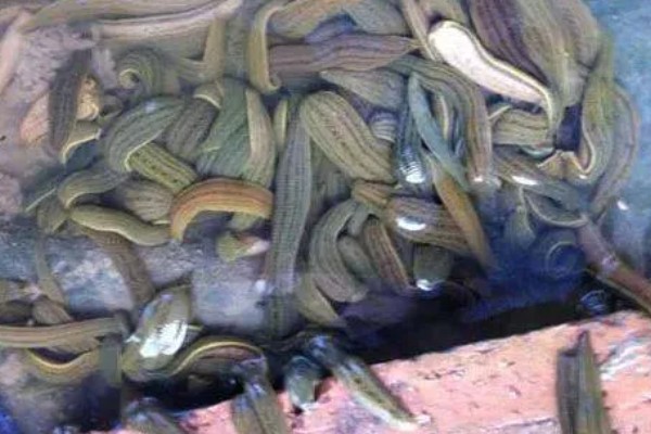 养殖蚂蟥投喂什么食物，蚯蚓、熟蛋黄、虾米均可饲喂