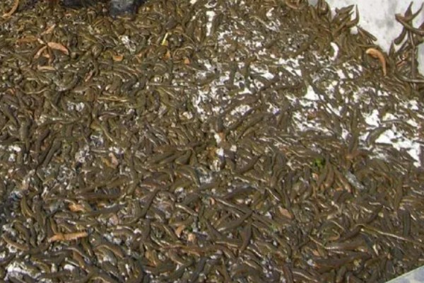 养殖蚂蟥投喂什么食物，蚯蚓、熟蛋黄、虾米均可饲喂