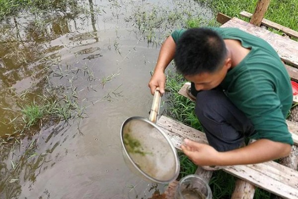 养殖蚂蟥投喂什么食物，蚯蚓、熟蛋黄、虾米均可饲喂