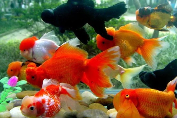 金鱼会不会孤独而死,单养或群养对生存几乎没有影响