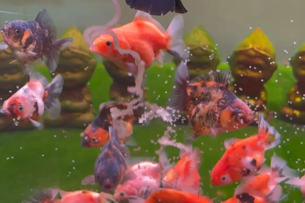 金鱼会不会孤独而死,单养或群养对生存几乎没有影响