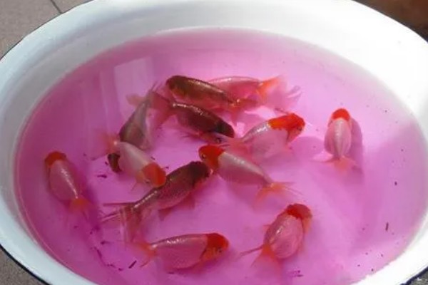 金鱼会不会孤独而死,单养或群养对生存几乎没有影响