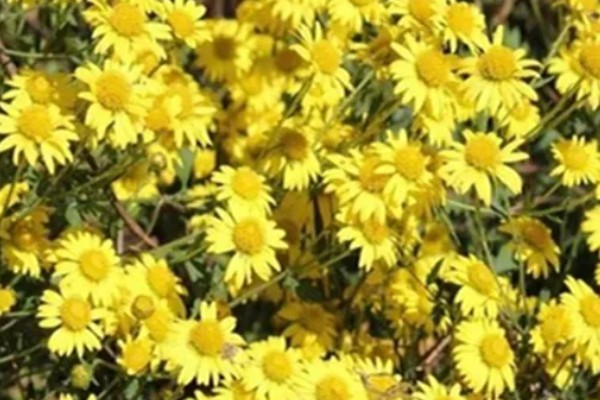 黄菊花的简介，属于菊科多年生宿根草本植物