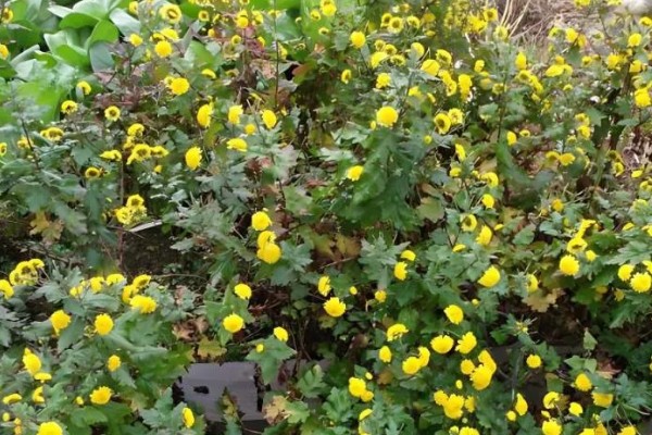 黄菊花的简介，属于菊科多年生宿根草本植物