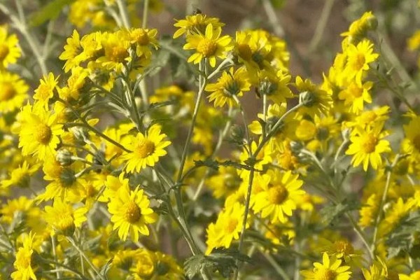 黄菊花的简介，属于菊科多年生宿根草本植物