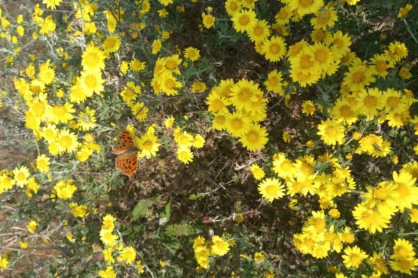 黄菊花的简介，属于菊科多年生宿根草本植物