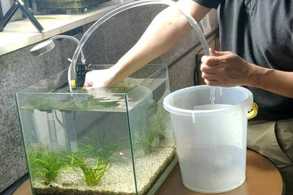 金鱼会不会孤独而死,单养或群养对生存几乎没有影响