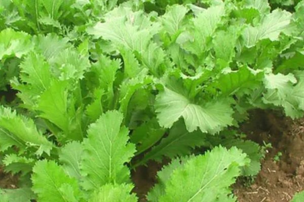 怎么种四季芥菜，种子要在高锰酸钾溶液中消毒