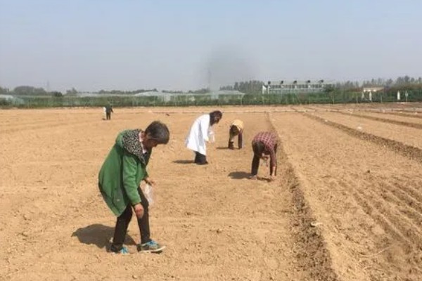 怎么种四季芥菜，种子要在高锰酸钾溶液中消毒