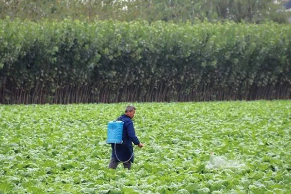 怎么种四季芥菜，种子要在高锰酸钾溶液中消毒