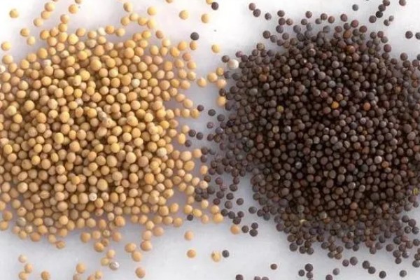 怎么种四季芥菜，种子要在高锰酸钾溶液中消毒