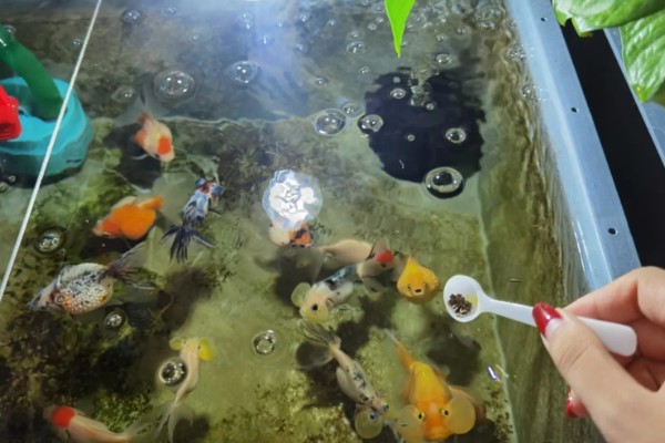 金鱼会不会孤独而死,单养或群养对生存几乎没有影响