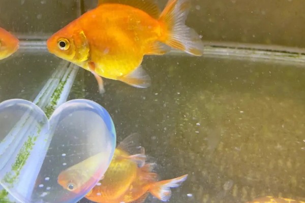 金鱼会不会孤独而死,单养或群养对生存几乎没有影响