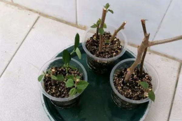 三角梅的扦插方法，要挑选健康无病害的枝条