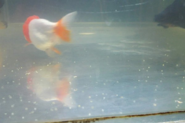 金鱼会不会孤独而死,单养或群养对生存几乎没有影响