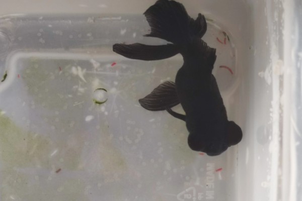 金鱼会不会孤独而死,单养或群养对生存几乎没有影响