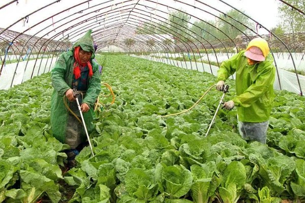 怎么用土霉素治疗蔬菜的病虫害,可兑水喷雾根据防治对象决定用量