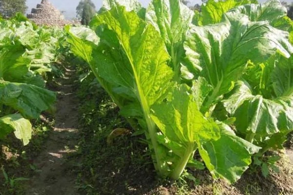 怎么种四季芥菜，种子要在高锰酸钾溶液中消毒