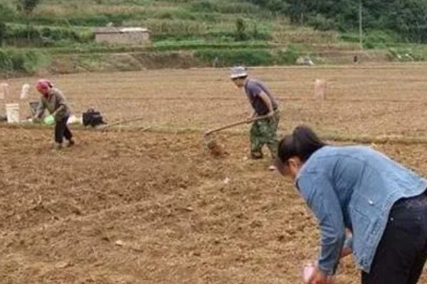 芹菜苗怎么种植，浸种后再撒播种子