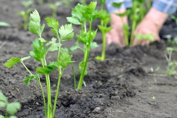 芹菜苗怎么种植，浸种后再撒播种子
