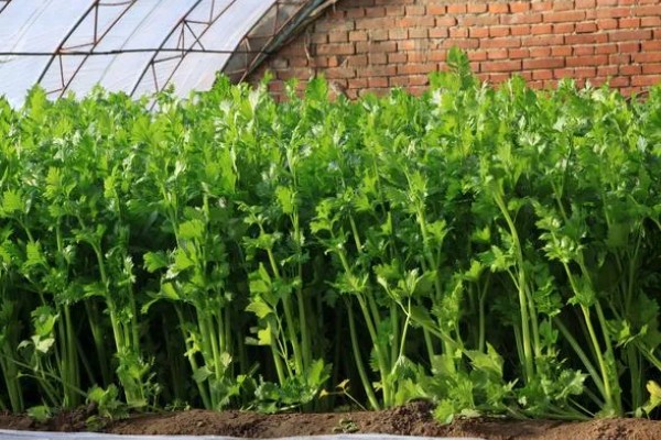 芹菜苗怎么种植，浸种后再撒播种子