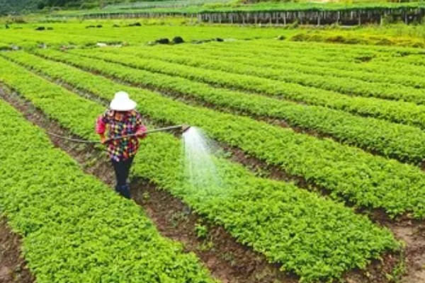 芹菜苗怎么种植，浸种后再撒播种子