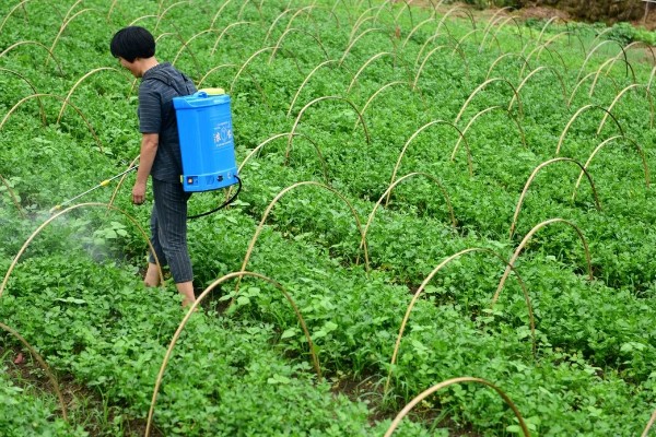 芹菜苗怎么种植，浸种后再撒播种子