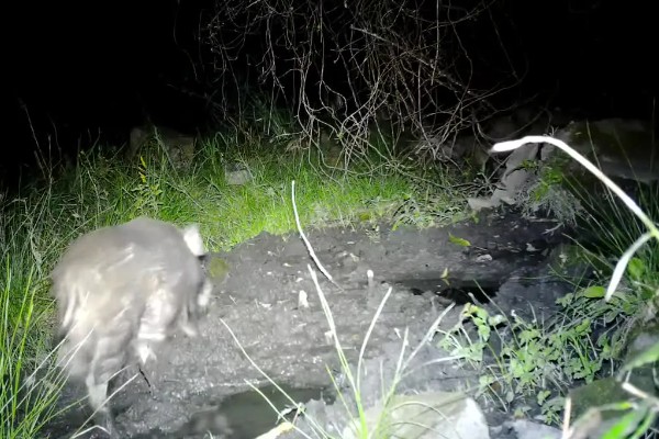 怎么简单驱赶野猪,可以饲养猎犬