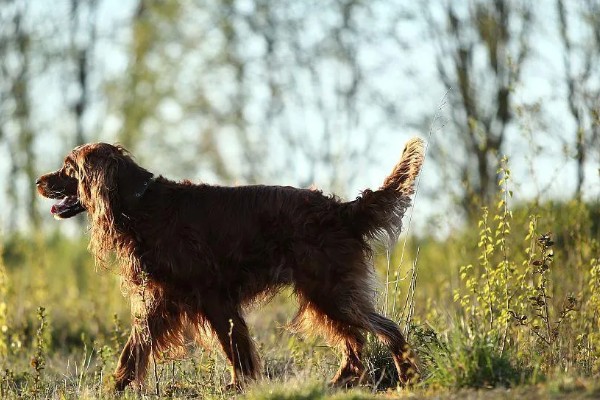 怎么简单驱赶野猪,可以饲养猎犬