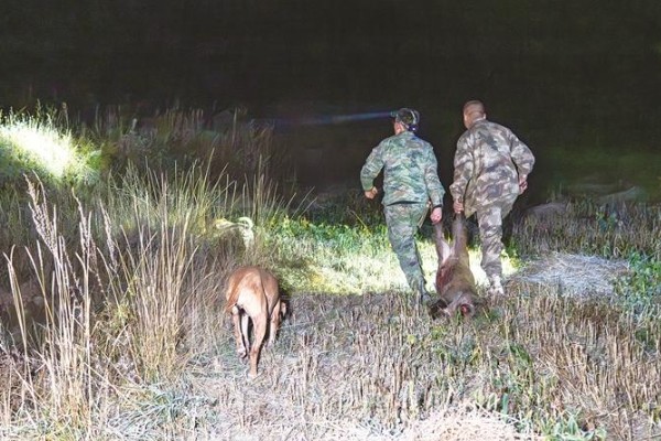 怎么简单驱赶野猪,可以饲养猎犬