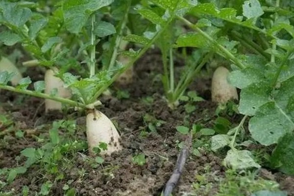 萝卜如何种植，前茬不能栽种十字花科的植物