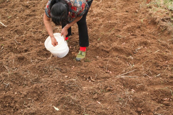 萝卜如何种植，前茬不能栽种十字花科的植物