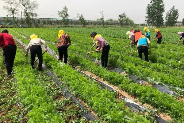 萝卜如何种植，前茬不能栽种十字花科的植物